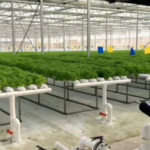 Sistemas hidropónicos NFT