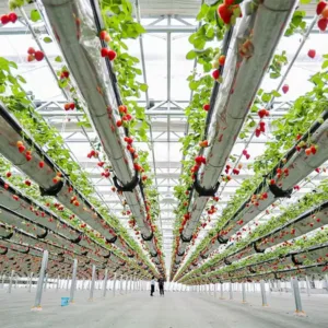 Sistema de cultivo de morango suspenso ajustável aéreo - solução vertical que economiza espaço e alto rendimento