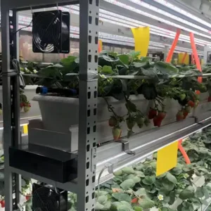 Fábrica de contêineres de morango