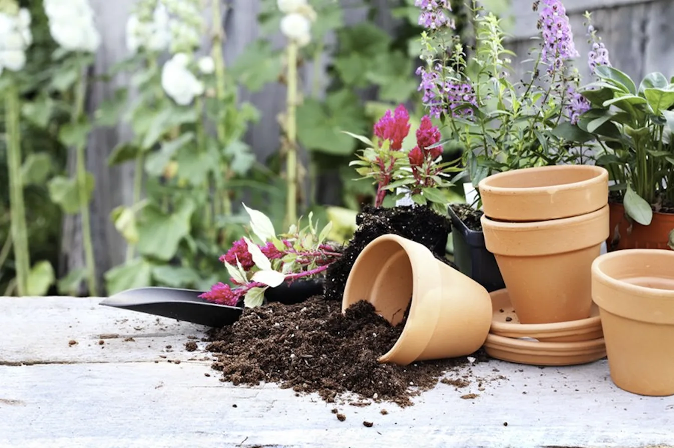 Qual é o melhor solo para jardinagem em contêineres?