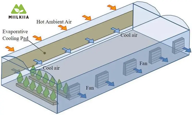 Multi-Span Greenhose cooling syatem