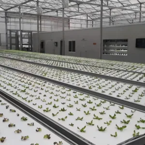Raft Hydroponic Systems: A Cost-Effective Growing Solution