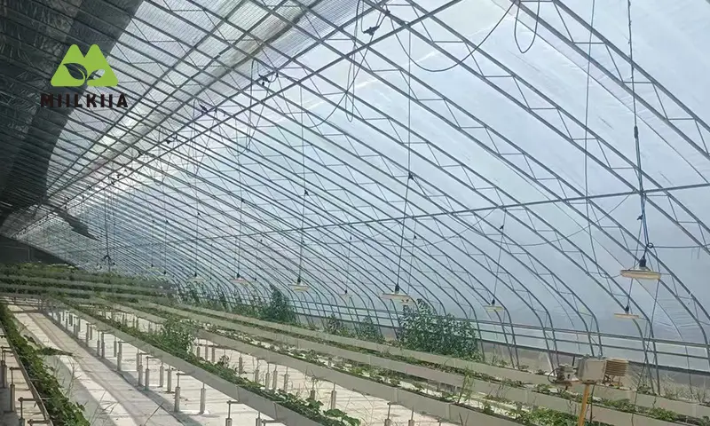 greenhouse double layer1
