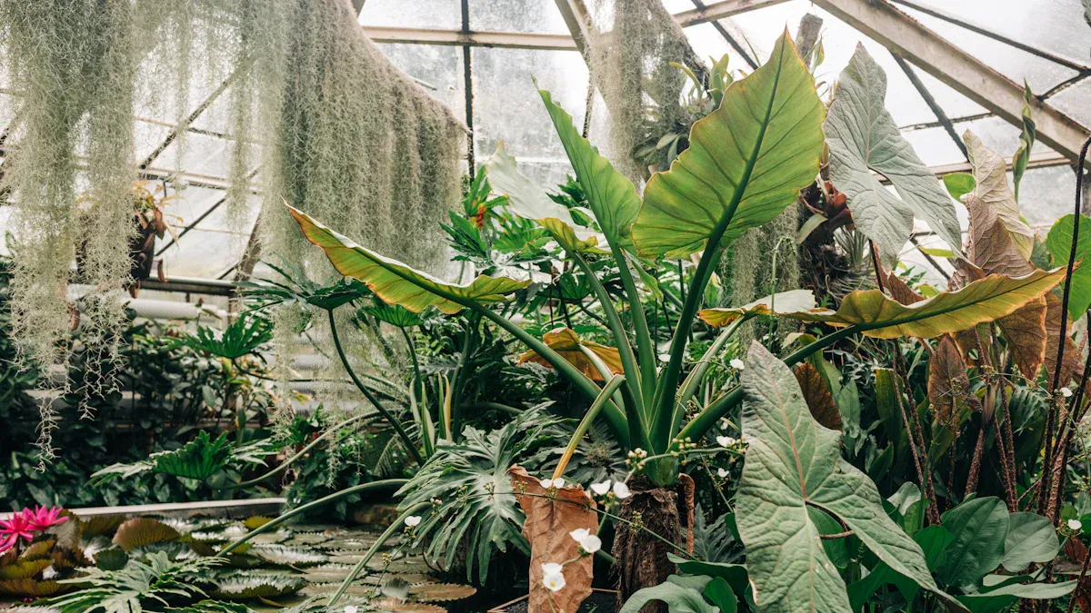 Understanding High Humidity Challenges in Tropical Greenhouses