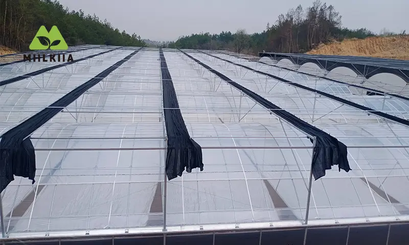 Multi-Span Greenhose outer shading