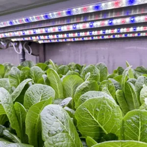 Leafy Greens Container Plant Factory