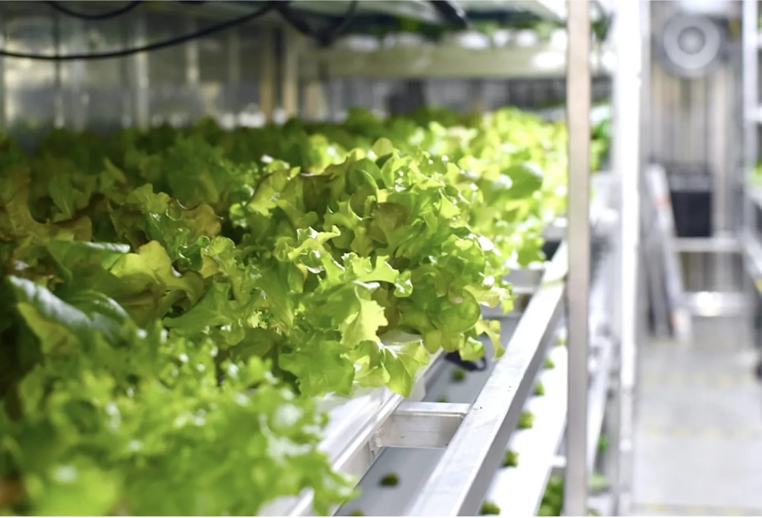 container plant factory