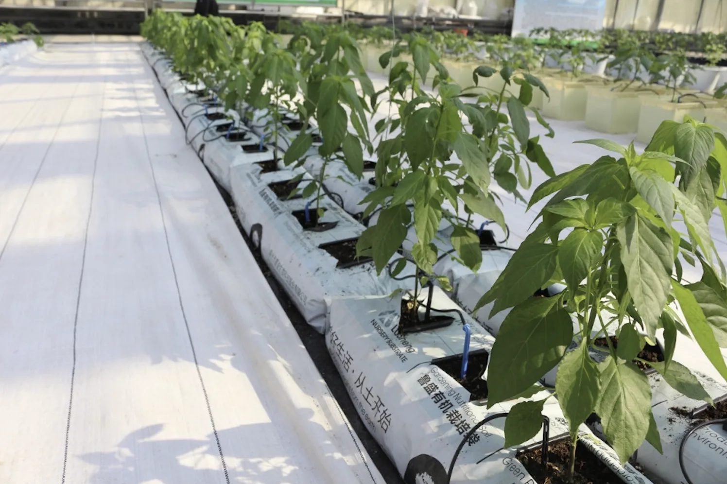 What Are the Key Components, Main Advantages, and Practical Applications of Substrate Culture?