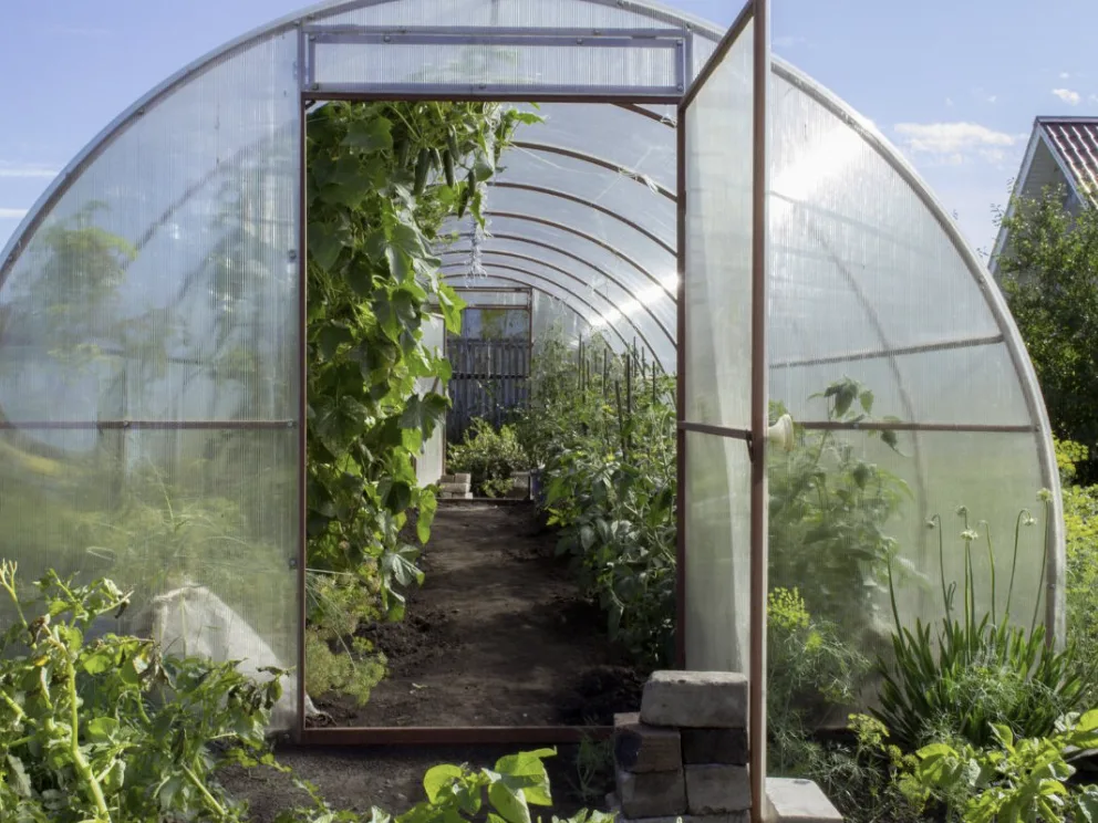How to Choose the Right Greenhouse Structure for Your Farming Needs?